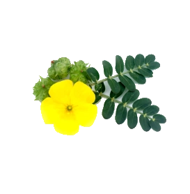 Tribulus Terrestris