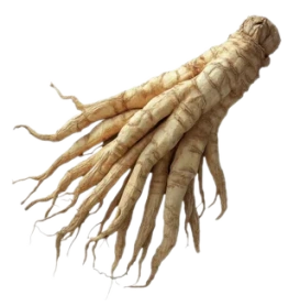 Panax Ginseng